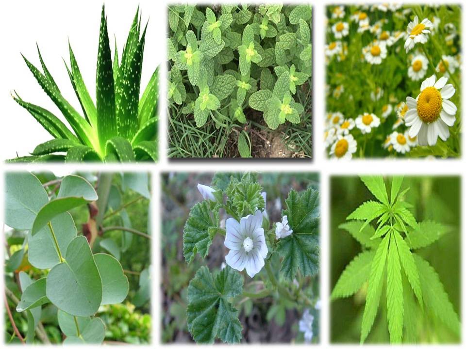 50 Plantas Medicinales para cultivar y para qué sirven