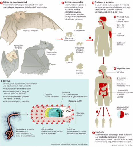 infografia-origen-ebola