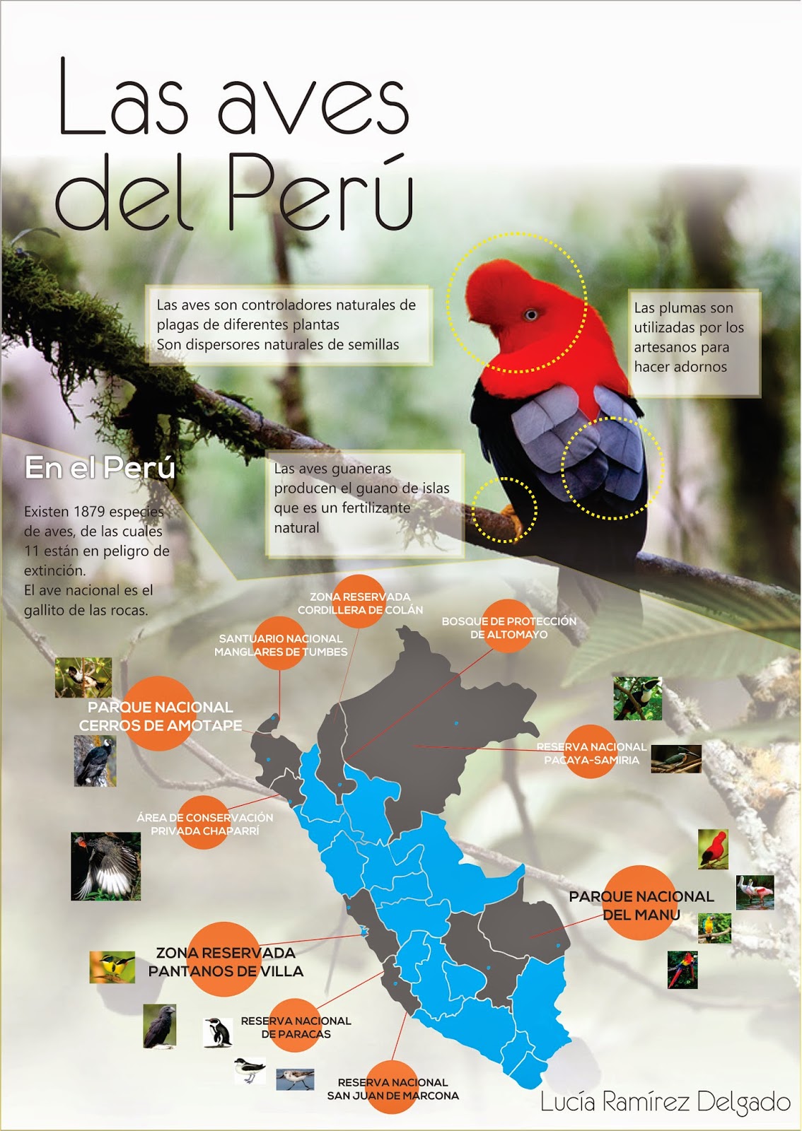 2 Ramirez Delgado Aves del Perú 1 (1)