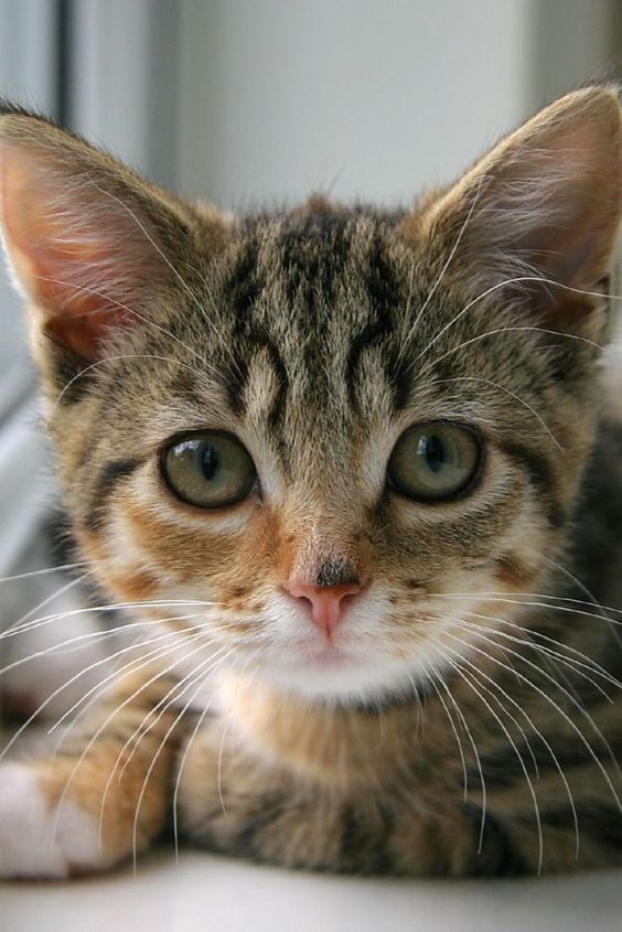 Las mejores imágenes de gatos dulces y divertidos para descargar y