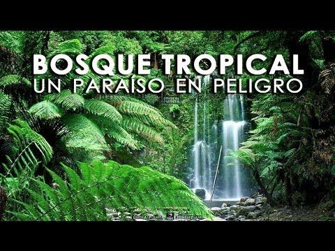 Celebran-Dia-Internacional-de-la-Preservacion-de-los-Bosques-Tropicales_56868