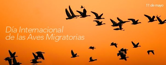 Aves Migratorias
