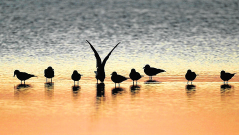 Birds are pictured at the Bahia de Cadiz natural park in Cadiz 25 October 2005. As a precaution against bird flu the Spanish government Tuesday created 18 zones extending for 10 kilometres (six miles) as sanitary cordons beyond areas of typical bird concentrations such as parkland, the ministry of agriculture said. AFP PHOTO/ JOSE LUIS ROCA